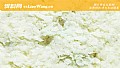 《搓饵加雪花粉还是轻麸好?》封面图