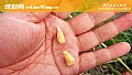 钓鱼搓饵技巧及注意事项