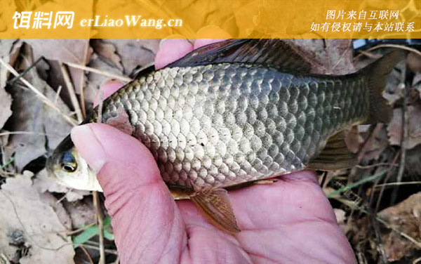 鲫鱼有几个品种-淇河鲫