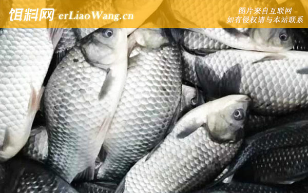 白鲫鱼:注意事项
