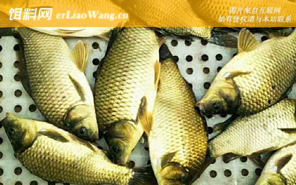 黄金鲫鱼:生活习性