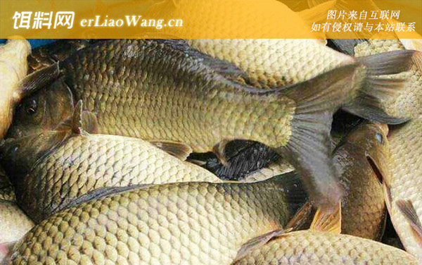 黄金鲫鱼:鱼种特性