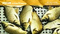 《黄金鲫鱼和普通鲫鱼有什么区别？》封面图