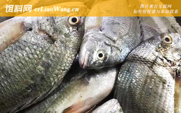 海鲫鱼:生活习性