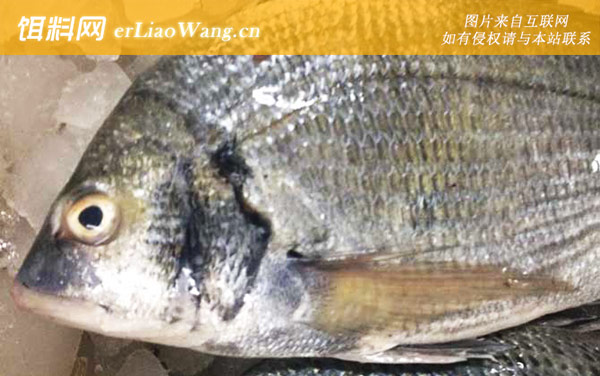 海鲫鱼和鲫鱼有什么区别-分布范围