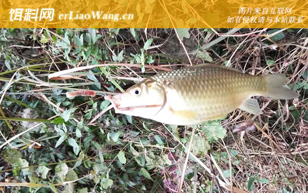 海鲫鱼:摄食习性