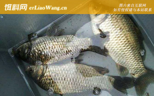 鲫鱼的寿命有多长-生长速度