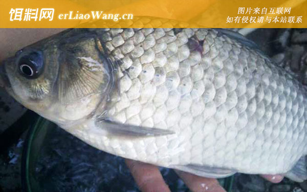 鲫鱼怎么分公母-鱼鳞