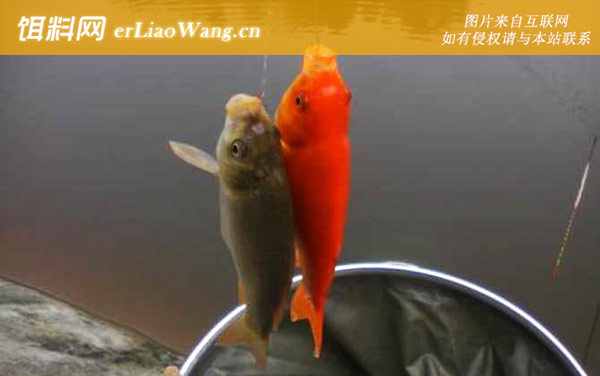 红鲫鱼:产卵繁殖