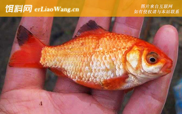 红鲫鱼:产卵繁殖