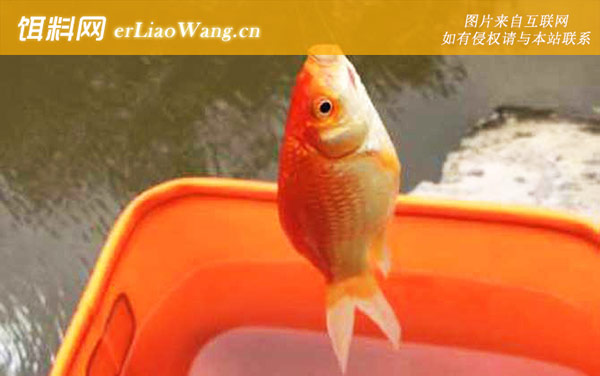 红鲫鱼:生活习性