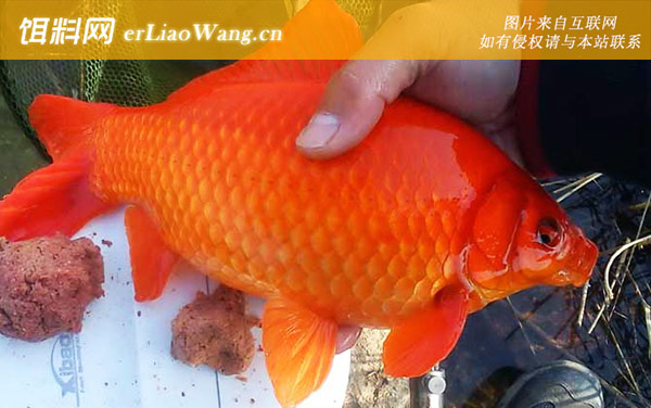 红鲫鱼:体型