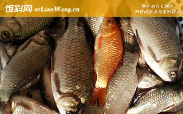 金鲫鱼:生活习性