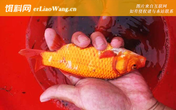 金鲫鱼:生活习性