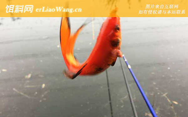 金鲫鱼:产卵数量