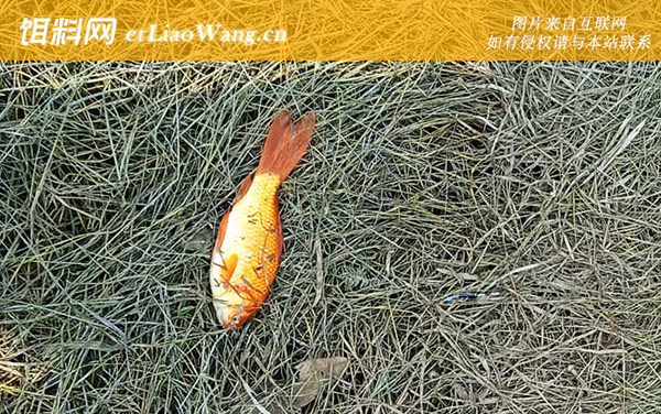 金鲫鱼:产卵过程