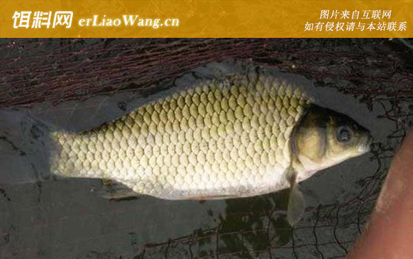 鲫鱼:鲫鱼为什么刺多?