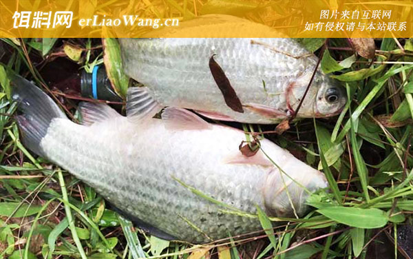 养鲫鱼多久换一次水-注意事项