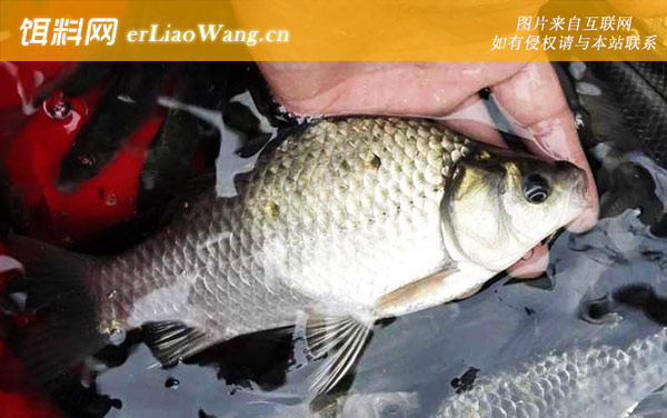 鲫鱼:注意事项