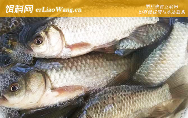养鲫鱼喂什么食物最好-饲喂方法