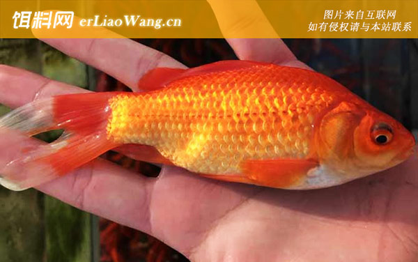 金鲫鱼:鱼缸