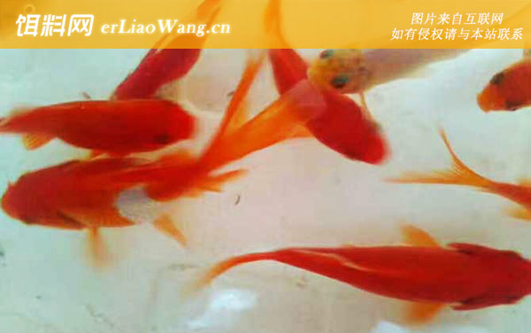 金鲫鱼:养水