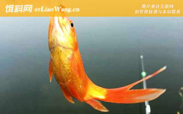 红鲫鱼:饲养密度