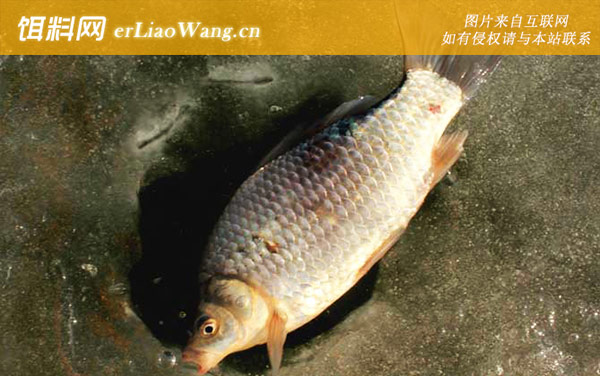 钓鲫鱼:最佳时间