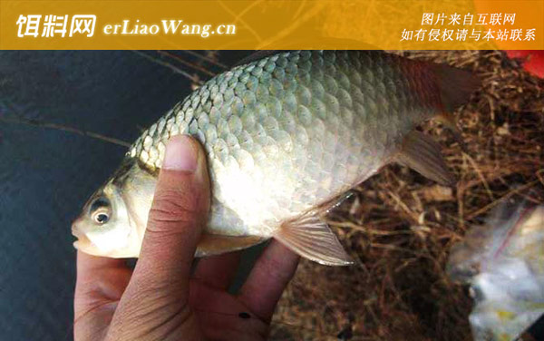 钓鲫鱼:打窝诱鱼