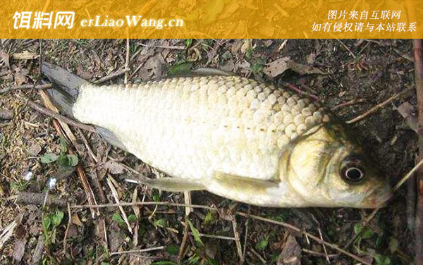 钓鲫鱼:注意事项