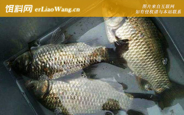 自制钓鲫鱼窝料配方大全-配方三