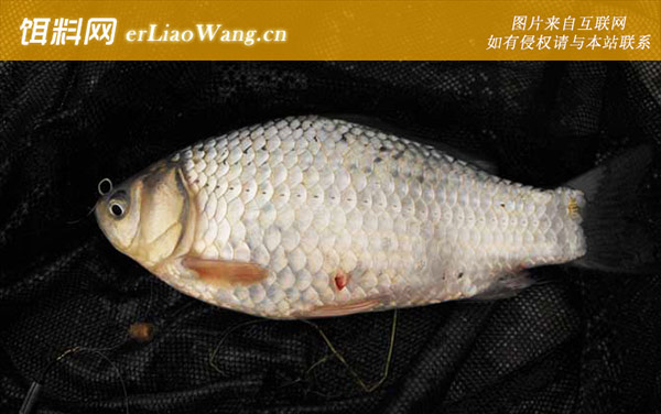 钓鲫鱼:打窝诱鱼