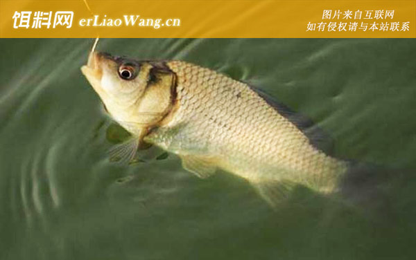 钓鲫鱼:鲫鱼偏好各不同,饵料味型要变换