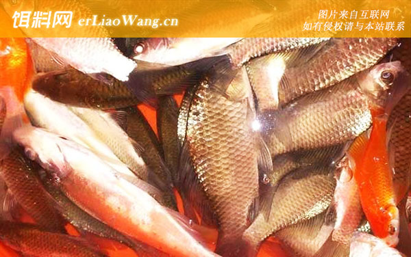 野钓鲫鱼:常用小药