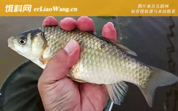 野钓鲫鱼:注意事项