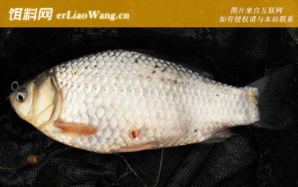 野钓鲫鱼窝料自制配方大全-配方三