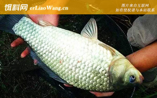 野钓鲫鱼窝料自制配方大全-配方五