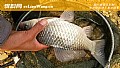 野钓鲫鱼饵料配方大全