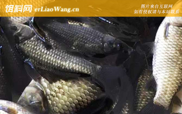 野钓鲫鱼:红魔1号+大鲫终结者+第5元素