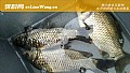 《水库钓鲫鱼技巧及注意事项》封面图