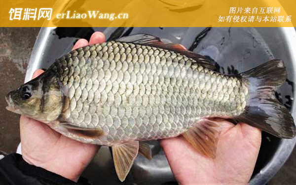 钓鲫鱼:线组搭配