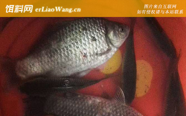 钓鲫鱼:饵料选用