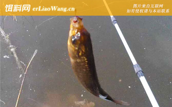 钓鲫鱼:调漂技巧