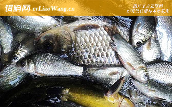 水库钓鲫鱼:注意事项