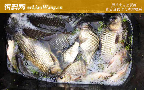 水库钓鲫鱼用什么打窝最好-自制窝料