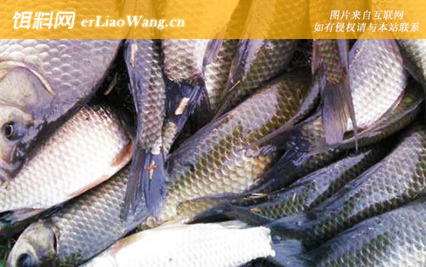 台钓鲫鱼:注意事项