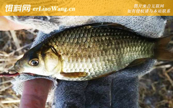 春季钓鲫鱼:自然饵料