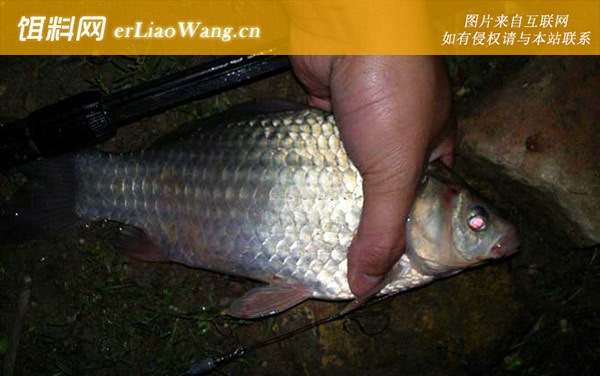 春季钓鲫鱼:自制饵料