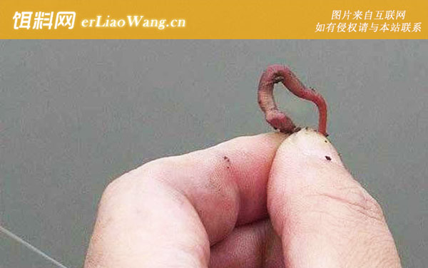 蚯蚓钓鲫鱼:挂钩方法