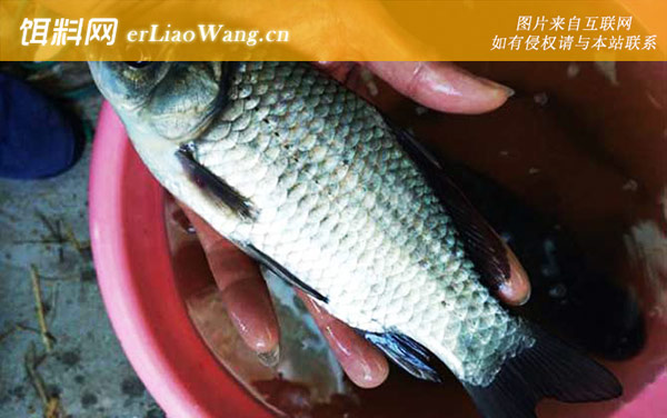 春季钓鲫鱼:打窝技巧